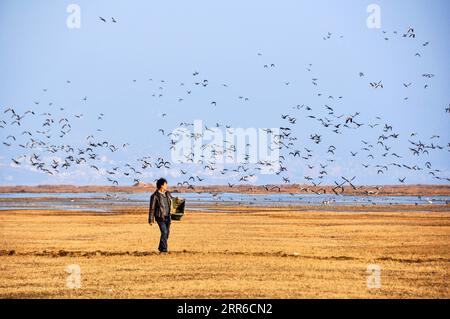 210206 -- GUIYANG, 6 février 2021 -- une photo prise le 2 janvier 2014 montre Ma Mindian dispersant de la nourriture pour les oiseaux dans la réserve naturelle nationale de Caohai dans le comté autonome de Weining de Yi, hui et Miao, dans le sud-ouest de la Chine, dans la province du Guizhou. Établie en tant que réserve naturelle nationale en 1992, la réserve naturelle nationale de Caohai couvre une superficie de plus de 120 kilomètres carrés. Au cours des dernières années, plus de 60 personnes ont servi de gardes forestiers de la réserve, nourrissant les oiseaux, observant les activités des oiseaux et patrouillant dans la réserve. Jour après jour, le flambeau a été transmis de génération en génération parmi les Rangers. Banque D'Images