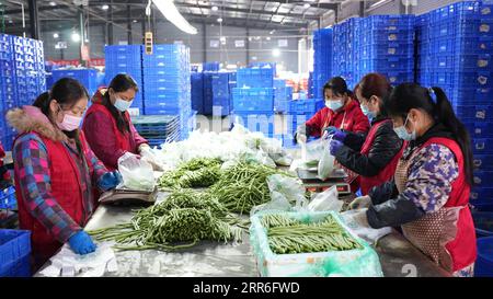 210213 -- BEIJING, 13 février 2021 -- les membres du personnel d'une société de commerce électronique pour les achats en ligne trient les légumes dans un entrepôt à Changsha, capitale de la province du Hunan en Chine centrale, février 4. 2021. Titres de Xinhua : les Chinois célèbrent le nouvel an lunaire de nouvelles façons alors que des millions restent mis XuexYuge PUBLICATIONxNOTxINxCHN Banque D'Images