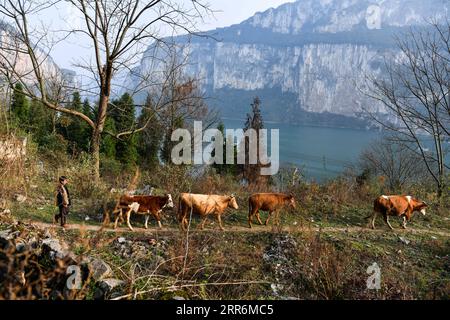 210222 -- QIANXI, 22 février 2021 -- Yang Kaiji du groupe éthinique Miao revient avec du bétail au pâturage dans le village de Huawu, comté de Qianxi de la ville de Bijie, province du Guizhou au sud-ouest de la Chine, le 20 février 2021. Situé dans la région montagneuse profonde de Xinren Miao Township de Guizhou, Huawu Village est célèbre pour ses paysages étonnants. Ces dernières années, grâce aux efforts du gouvernement local, le village a développé la plantation, la culture et le tourisme tout en relocalisant les populations frappées par la pauvreté. De nos jours Huawu a pris un nouveau look dans la nouvelle année, avec diverses industries saluant le développement en plein essor. CHINE-GUIZHOU-HU Banque D'Images