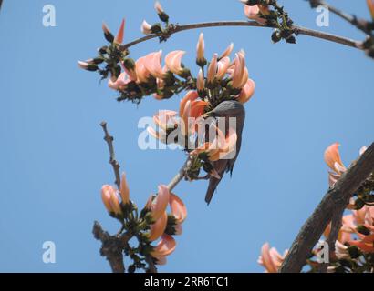 210227 -- AGARTALA, 27 février 2021 -- Un oiseau mange des fleurs dans la banlieue d Agartala, la capitale de l État de Tripura, au nord-est de l Inde, le 27 février 2021. Str/Xinhua INDIA-AGARTALA-BIRD AbhisekxSaha PUBLICATIONxNOTxINxCHN Banque D'Images