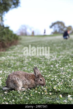 210314 -- ROME, le 14 mars 2021 -- une photo prise le 13 mars 2021 montre un lapin au Parco della Caffarella à Rome, en Italie. ITALIE-ROME-PARC-LAPIN ChengxTingting PUBLICATIONxNOTxINxCHN Banque D'Images