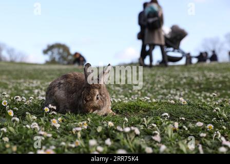 210314 -- ROME, le 14 mars 2021 -- une photo prise le 13 mars 2021 montre un lapin au Parco della Caffarella à Rome, en Italie. ITALIE-ROME-PARC-LAPIN ChengxTingting PUBLICATIONxNOTxINxCHN Banque D'Images