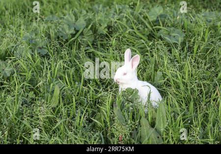 210314 -- ROME, le 14 mars 2021 -- une photo prise le 13 mars 2021 montre un lapin au Parco della Caffarella à Rome, en Italie. ITALIE-ROME-PARC-LAPIN ChengxTingting PUBLICATIONxNOTxINxCHN Banque D'Images