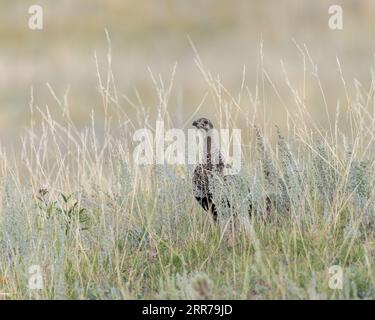 Un grand Tétras des armoises dans la prairie du Wyoming Banque D'Images