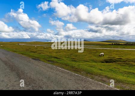 La route mène à travers de hautes landes, prairie avec des moutons en liberté, paysage large à Bodmin Moor, Cornouailles, Angleterre, Grande-Bretagne Banque D'Images