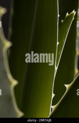 Belle macro aloe vera Banque D'Images