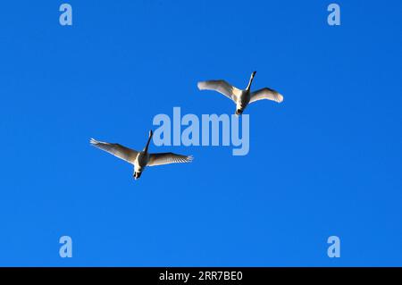 210324 -- MINSK, le 24 mars 2021 -- deux cygnes survolent la banlieue de Minsk, en Biélorussie, le 24 mars 2021. Le printemps est arrivé avec la température qui monte progressivement ces derniers jours. BIÉLORUSSIE-MINSK-SPRING HenadzxZhinkov PUBLICATIONxNOTxINxCHN Banque D'Images