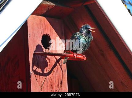 210324 -- MINSK, le 24 mars 2021 -- Un oiseau est vu dans la banlieue de Minsk, Biélorussie, le 24 mars 2021. Le printemps est arrivé avec la température qui monte progressivement ces derniers jours. BIÉLORUSSIE-MINSK-SPRING HenadzxZhinkov PUBLICATIONxNOTxINxCHN Banque D'Images