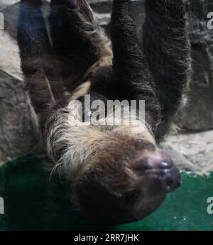 210330 -- HEFEI, le 30 mars 2021 -- Un bébé paresseux est vu avec sa mère à l'aquarium Hefei à Hefei, capitale de la province d'Anhui de l'est de la Chine, le 30 mars 2021. Le bébé paresseux, né le 27 février de cette année à Hefei, a rencontré le public après avoir été pris en charge pendant un mois. Le bébé est le premier paresseux né naturellement dans un environnement d'alimentation artificielle à Anhui. CHINA-ANHUI-HEFEI-SLOTH BABY-PUBLIC CN HANXXU PUBLICATIONXNOTXINXCHN Banque D'Images