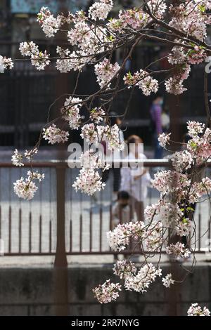 210401 -- TOKYO, le 1 avril 2021 -- les gens apprécient les cerisiers en fleurs le long de la rivière Meguro à Tokyo, Japon, le 1 avril 2021. JAPON-TOKYO-FLEURS DE CERISIER DuxXiaoyi PUBLICATIONxNOTxINxCHN Banque D'Images