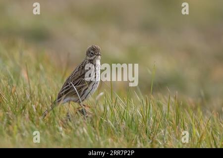 Skylark au barrage Rantum Banque D'Images