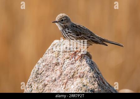 Skylark au barrage du bassin Rantum Banque D'Images