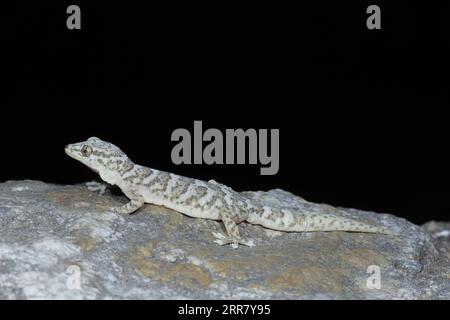210408 -- CHENGDU, le 8 avril 2021 -- une photo prise par un chercheur chinois montre un Gekko jinjiangensis dans le comté de Derong, préfecture autonome tibétaine de Ganzi, province du Sichuan au sud-ouest de la Chine. Des chercheurs chinois ont découvert une nouvelle espèce de gecko vivant à haute altitude dans les provinces du Sichuan et du Yunnan, au sud-ouest de la Chine. POUR ALLER AVEC : nouvelles espèces de gecko de haute altitude trouvées dans le sud-ouest de la Chine / document via Xinhua CHINE-NOUVELLE ESPÈCE-GECKO-DÉCOUVERTE CN ChengduxInstitutexofxBiologyxofxthexChinesexAcademyxofxSciences PUBLICATIONxNOTxINxCHN Banque D'Images