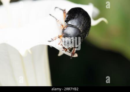 Coléoptère noir mangeant et pollinisant la fleur de datura, Heteronychus arator, Satara, Maharashtra, Inde Banque D'Images