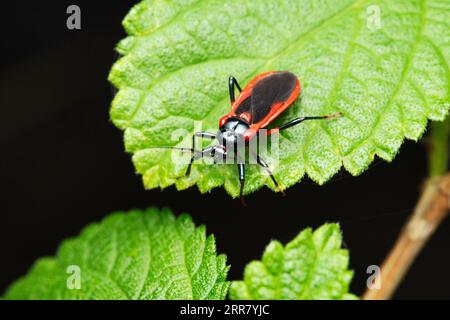 Punaise rouge-noire, Zelus longipes, Satara, Maharashtra, Inde Banque D'Images