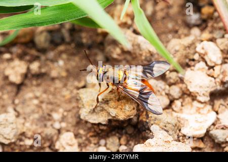 Mouche des cerfs écartelés, Chrysops caecutiens, Satara, Maharashtra, Inde Banque D'Images