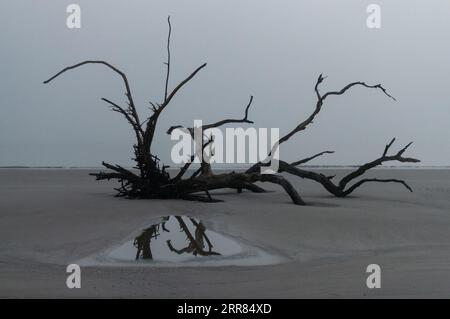 Un grand morceau de bois flotté et son reflet dans une flaque d'eau un matin brumeux à Driftwood Beach, Jekyll Island, Géorgie Banque D'Images