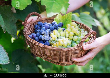 Vendanges. Les agriculteurs mettent des raisins noirs et blancs fraîchement récoltés dans le panier. Banque D'Images