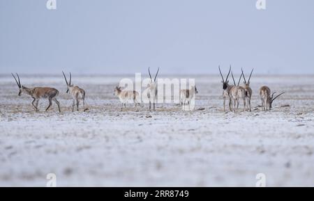 210422 -- XINING, 22 avril 2021 -- une photo prise le 20 avril 2021 montre des antilopes tibétaines à Hoh XIL, dans la province du Qinghai, au nord-ouest de la Chine. Située dans la partie sud de la province de Qinghai, la région de Sanjiangyuan, ou les sources de trois rivières, à savoir le fleuve Yangtze, le fleuve jaune et le fleuve Lancang Mékong, est une barrière de sécurité écologique importante en Chine. Ces dernières années, la province de Qinghai a promu le projet de protection écologique dans la région, en mettant l'accent sur la restauration de la végétation et la construction de prairies, de déserts, de zones humides et d'écosystèmes fluviaux et lacustres par le biais de TH Banque D'Images