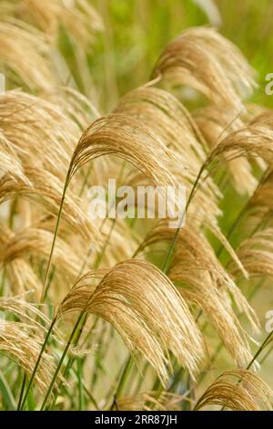 Miscanthus nepalensis, herbe fée de l'Himalaya, panaches de fleurs dorées tombant à la fin de l'été Banque D'Images