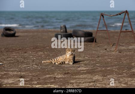 210425 -- RAMSAR IRAN, le 25 avril 2021 -- Un chat est vu sur une plage déserte de la mer Caspienne à Ramsar, Iran, le 25 avril 2021. Dimanche, le ministère iranien de la Santé a signalé 19 165 nouveaux cas de COVID-19, portant le nombre total d infections du pays à 2 396 204. Photo de /Xinhua IRAN-RAMSAR-COVID-19-CAS AhmadxHalabisaz PUBLICATIONxNOTxINxCHN Banque D'Images