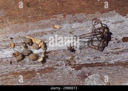 Araignée de maison commune, araignée de maison américaine (Parasteatoda tepidariorums) tire un Housespider mort (Tegenaria) à son nid avec des nymphes Banque D'Images