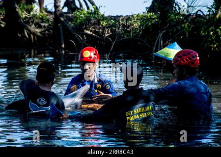 210430 -- SULAWESI DU SUD, 30 avril 2021 -- des responsables du South Sulawesi Natural Resources Conservancy Center BKSDA tentent de libérer un dauphin à dents rugueuses de deux mètres de long qui est bloqué dans une ferme de pêche dans le district de Maros, Sulawesi du Sud, Indonésie, le 30 avril 2021. Photo de /Xinhua INDONESIA-SOUTH SULAWESI-DOLPHIN-RELEASE NiazxSharief PUBLICATIONxNOTxINxCHN Banque D'Images