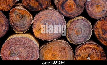 Arbre âge année anneaux scie en bois coupé de bois de rose Siam Banque D'Images