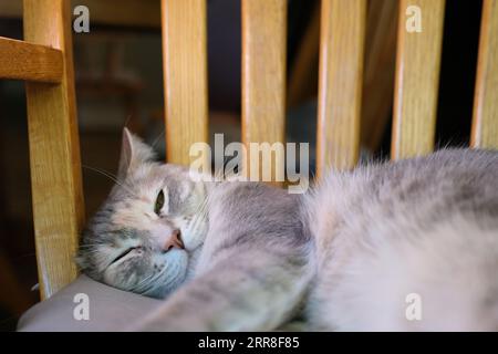 Chat dort sur la table dans le bar. Photo de haute qualité Banque D'Images