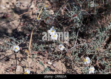 Fleurs d'Helianthemum violaceum. Photo prise à Carabassi Beach, province d'Alicante, Espagne Banque D'Images
