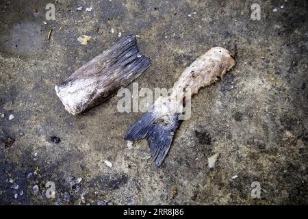 Détail du poisson gaspillé et jeté dans la poubelle, la nourriture gâtée Banque D'Images