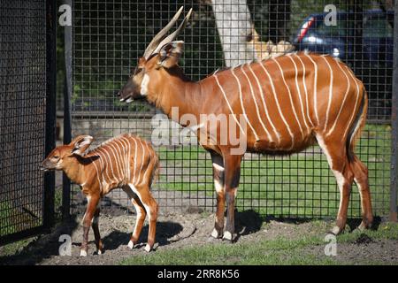 210511 -- VARSOVIE, le 11 mai 2021 -- Un bébé bongo est vu avec sa mère au zoo de Varsovie, en Pologne, le 10 mai 2021. Un bébé bongo, né au zoo de Varsovie il y a un peu plus de deux semaines, profite de l’une de ses premières promenades à l’extérieur. Il fait partie d'une espèce en danger critique d'extinction trouvée à l'origine dans les régions montagneuses du centre du Kenya. Photo de /Xinhua POLOGNE-VARSOVIE-EN DANGER BONGO JaapxArriens PUBLICATIONxNOTxINxCHN Banque D'Images