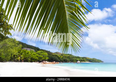 Branche de palmier de noix de coco et sable blanc sous un ciel nuageux bleu sur une journée d'été ensoleillée. Plage d'Anse Lazio sur l'île de Praslin, Seychelles. Tropical côtier Banque D'Images