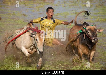 Landwirtschaft, Reis Anbau News Bilder des Tages 210515 -- SUMATRA OUEST, le 15 mai 2021 -- Un jockey assiste à une course traditionnelle de vaches Jawi de la PACU à Tanah DATAR de Sumatra Ouest, Indonésie, le 15 mai 2021. Le PAU Jawi se tient chaque année dans les rizières boueuses pour célébrer la fin de la saison des récoltes. Photo de /Xinhua INDONESIA-WEST SUMATRA-PACU JAWI AndrixMardiansyah PUBLICATIONxNOTxINxCHN Banque D'Images