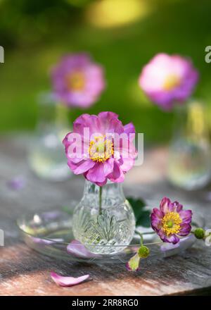 Belle fleur double violet rose d'anémone japonica dans un mini vase en verre. (Anémone Hupehbensis). Concept d'idée de décoration de jardin. Espace de copie. Banque D'Images