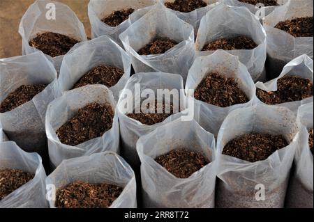 210517 -- ACCRA, le 17 mai 2021 -- des sacs de spores de champignons ont été vus à la ferme de champignons Fafape AMA Etsa Foe dans une banlieue d'Accra, au Ghana, le 12 mai 2021. Fafape AMA Etsa Foe, une jeune comptable ghanéenne d’une trentaine d’années, a identifié les lacunes et le potentiel du produit et a abandonné sa profession il y a six ans pour se lancer dans la culture des champignons afin de répondre à la demande croissante du marché ghanéen en créant E90 Ghana Limited en 2015. Photo de /Xinhua POUR ALLER AVEC le long métrage : de comptable à reine des champignons, une femme ghanéenne râle en fortune sur l appétit des gens GHANA-ACCRA-CHAMPIGNON-INDUSTRIE Banque D'Images