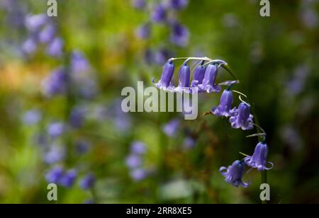 210520 -- BUCKINGHAMSHIRE, 20 mai 2021 -- une photo prise le 19 mai 2021 montre des bells bleus à Philipshill Wood, Buckinghamshire, Grande-Bretagne. BRITAIN-BUCKINGHAMSHIRE-BLUEBELLS HanxYan PUBLICATIONxNOTxINxCHN Banque D'Images