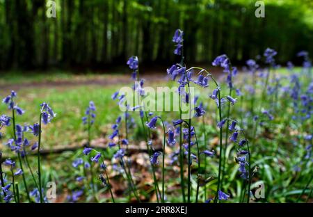 210520 -- BUCKINGHAMSHIRE, 20 mai 2021 -- une photo prise le 19 mai 2021 montre des bells bleus à Philipshill Wood, Buckinghamshire, Grande-Bretagne. BRITAIN-BUCKINGHAMSHIRE-BLUEBELLS HanxYan PUBLICATIONxNOTxINxCHN Banque D'Images