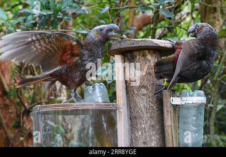 210521 -- WELLINGTON, le 21 mai 2021 -- une photo prise le 16 mai 2021 montre kaka, un oiseau indigène de Nouvelle-Zélande, à l'éco-sanctuaire Zealandia à Wellington, en Nouvelle-Zélande. Dans les années 1990, le kaka, un oiseau indigène de Nouvelle-Zélande, était considéré comme presque éteint dans les principales îles du pays. Cependant, Zealandia Eco-sanctuaire a vu plus de 1 000 poussins kaka marqués au cours des 20 dernières années en raison des efforts de conservation d'un programme de réintroduction. POUR ALLER AVEC Feature : ZEALANDIA, une fois un barrage déserté en Nouvelle-Zélande, maintenant un asile pour les oiseaux indigènes NOUVELLE-ZÉLANDE-WELLINGTON-ZEALANDIA-BIRDS ASILE GuoxLei PUBLICATION Banque D'Images