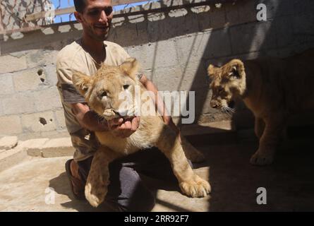 210525 -- GAZA, le 25 mai 2021 -- Un palestinien joue avec des petits lions de compagnie sur le toit d'une maison dans la ville de Khan Younis, dans le sud de la bande de Gaza, le 24 mai 2021. Photo de /Xinhua PALESTINE-KHAN YOUNIS-LION CUBS KhaledxOmar PUBLICATIONxNOTxINxCHN Banque D'Images