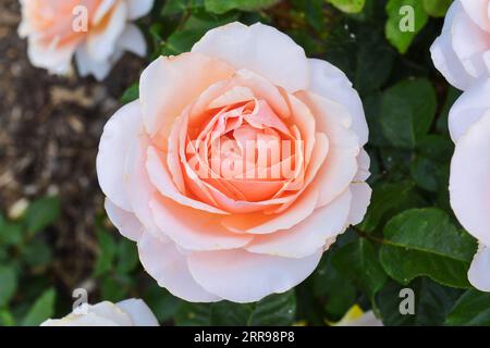 Fleur rose couleur pêche en fleur Banque D'Images
