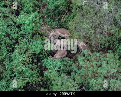 Chine, wandernde Elefanten-Herde auf über 500 kilomètres langem Marsch 210606 -- KUNMING, le 6 juin 2021 -- une photo aérienne prise le 5 juin 2021 montre des éléphants d'Asie sauvages dans le district de Jinning de Kunming, dans le sud-ouest de la Chine, province du Yunnan. Un troupeau de 15 éléphants d'Asie sauvages continue de s'attarder dans la périphérie de la ville de Kunming, dans le sud-ouest de la Chine, ont déclaré dimanche les autorités locales. Les éléphants ont parcouru environ 500 km depuis leur maison forestière dans la préfecture autonome de Xishuangbanna Dai avant d’atteindre Kunming, la capitale provinciale du Yunnan, mercredi soir. Les éléphants d'Asie sont sous Banque D'Images