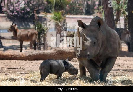 210607 -- RAMAT GAN, 7 juin 2021 -- Un nouveau-né rhinocéros est vu avec sa mère au zoo du parc safari Ramat Gan, dans la ville israélienne centrale de Ramat Gan, le 6 juin 2021. Via Xinhua ISRAEL-RAMAT GAN-SAFARI-BÉBÉ RHINO GideonxMarkowicz/JINI PUBLICATIONxNOTxINxCHN Banque D'Images