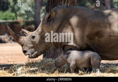 Actualités Bilder des Tages 210607 -- RAMAT GAN, le 7 juin 2021 -- Un nouveau-né rhinocéros est vu avec sa mère au zoo Ramat Gan Safari Park dans la ville israélienne centrale de Ramat Gan le 6 juin 2021. Via Xinhua ISRAEL-RAMAT GAN-SAFARI-BÉBÉ RHINO GideonxMarkowicz/JINI PUBLICATIONxNOTxINxCHN Banque D'Images