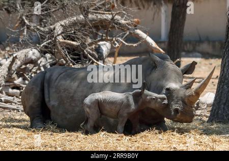 210607 -- RAMAT GAN, 7 juin 2021 -- Un nouveau-né rhinocéros est vu avec sa mère au zoo du parc safari Ramat Gan, dans la ville israélienne centrale de Ramat Gan, le 6 juin 2021. Via Xinhua ISRAEL-RAMAT GAN-SAFARI-BÉBÉ RHINO GideonxMarkowicz/JINI PUBLICATIONxNOTxINxCHN Banque D'Images