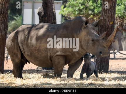 210607 -- RAMAT GAN, 7 juin 2021 -- Un nouveau-né rhinocéros est vu avec sa mère au zoo du parc safari Ramat Gan, dans la ville israélienne centrale de Ramat Gan, le 6 juin 2021. Via Xinhua ISRAEL-RAMAT GAN-SAFARI-BÉBÉ RHINO GideonxMarkowicz/JINI PUBLICATIONxNOTxINxCHN Banque D'Images