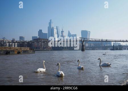 Londres Royaume-Uni. 7 septembre 2023 Cygnes nageant sur la Tamise près de la ville de Londres sous le soleil éclatant alors que la canicule de la fin de l'été dans la capitale continue. L'Agence britannique de sécurité sanitaire a émis un avertissement d'alerte cardiaque que la journée la plus chaude est attendue sur Saturbay avec des températures de 32C crédit amer ghazzal / Alamy Live News Banque D'Images