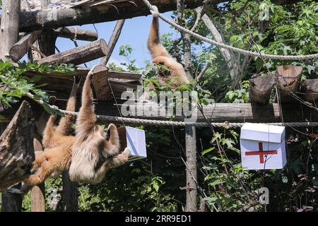 210613 -- ZAGREB, le 13 juin 2021 -- Gibbons tente de prédire le résultat du match de football UEFA EURO 2020 entre l'Angleterre et la Croatie au zoo de Zagreb, en Croatie, le 12 juin 2021. /Pixsell via Xinhua SPCROATIA-ZAGREB-UEFA EURO 2020-GIBBONS-PREDICTION TomislavxMiletic PUBLICATIONxNOTxINxCHN Banque D'Images