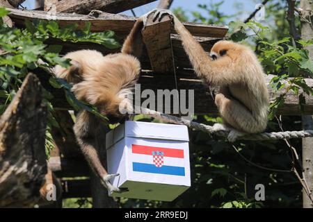 210613 -- ZAGREB, le 13 juin 2021 -- Gibbons tente de prédire le résultat du match de football UEFA EURO 2020 entre l'Angleterre et la Croatie au zoo de Zagreb, en Croatie, le 12 juin 2021. /Pixsell via Xinhua SPCROATIA-ZAGREB-UEFA EURO 2020-GIBBONS-PREDICTION TomislavxMiletic PUBLICATIONxNOTxINxCHN Banque D'Images