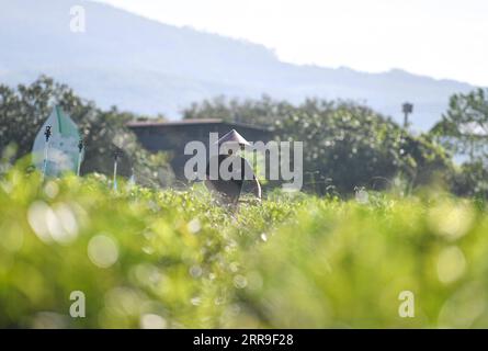 210613 -- BAISHA, le 13 juin 2021 -- un ouvrier enlève les mauvaises herbes dans le jardin de thé Wulilu dans le comté autonome de Baisha Li dans la province de Hainan du sud de la Chine, le 10 juin 2021. Fu Xiaofang, qui appartient au groupe ethnique Li, a lancé sa propre entreprise de thé en 2008, gérant le jardin de thé biologique Wulilu dans le comté autonome de Baisha Li, sa ville natale. Par essais et erreurs, le jardin de thé de Fu s s est étendu à environ 20 hectares, vendant du thé biologique dans toute la Chine. Fonctionnant dans le cadre d'un programme de réduction de la pauvreté industrielle, le jardin de thé a impliqué des agriculteurs pauvres dans la production de thé et les a aidés à sortir de la pauvreté. CHINA-HAIN Banque D'Images